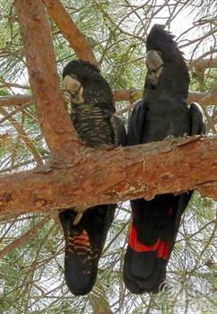 Red Tailed Black Cockatoos